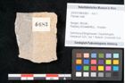 Foto (Objekt + Etikett) von Plantae indet.  (NHMW-GEO-2024-0188-6683)